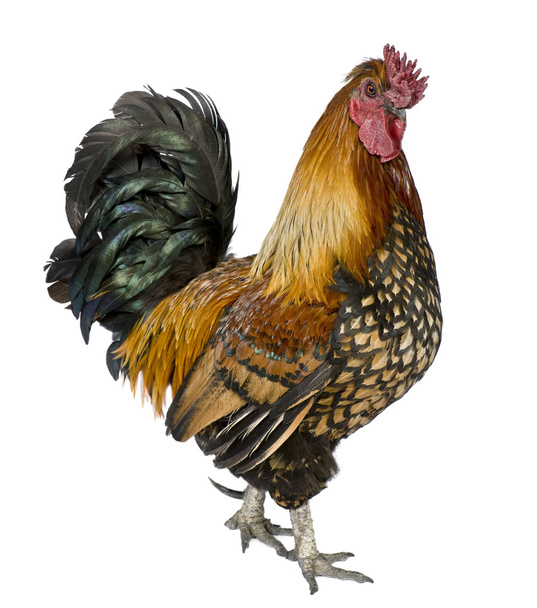 Gallic rooster, 5 anos, em pé contra fundo branco
 - Foto, Imagem