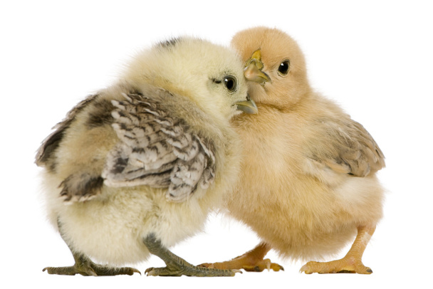 Two chicks standing in front of white background - Photo, Image