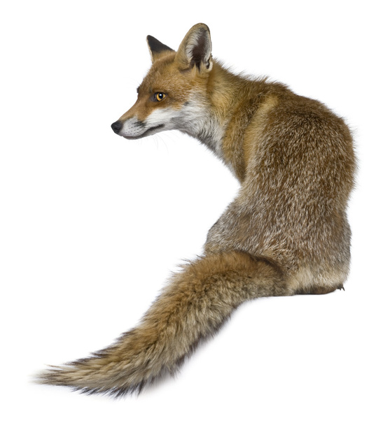 赤狐 (1 歳の正面図) - 写真・画像