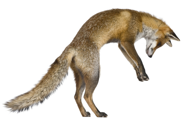 Čelní pohled Red Fox (1 rok starý) - Fotografie, Obrázek