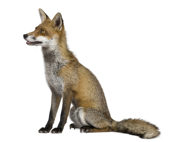 Čelní pohled Red Fox (1 rok starý) - Fotografie, Obrázek