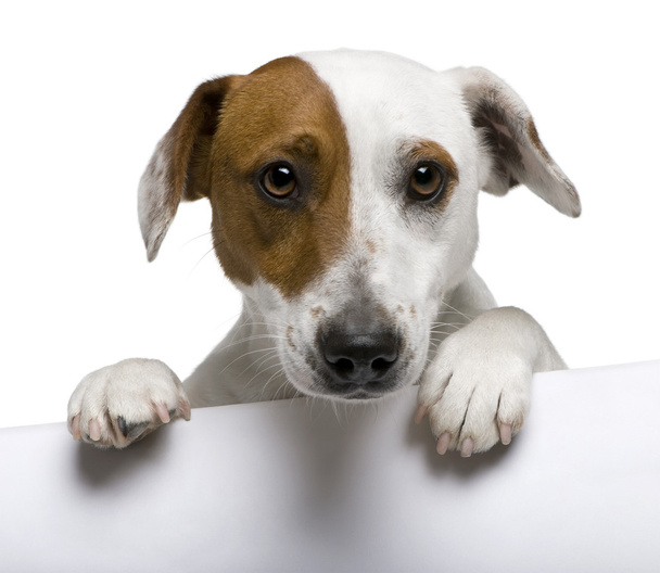 Primer plano de Jack Russell Terrier, 1 año de edad, frente a fondo blanco
 - Foto, imagen