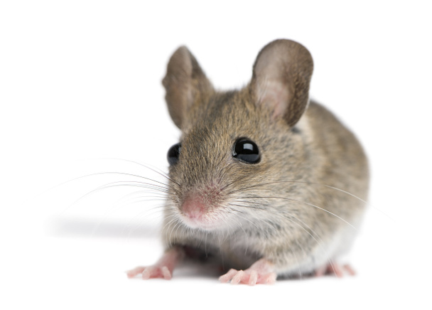 čelní pohled dřeva myši před bílým pozadím - Fotografie, Obrázek