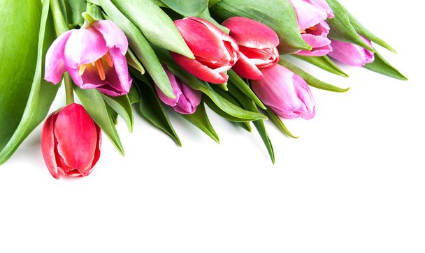 Bouquet di tulipani - Foto, immagini