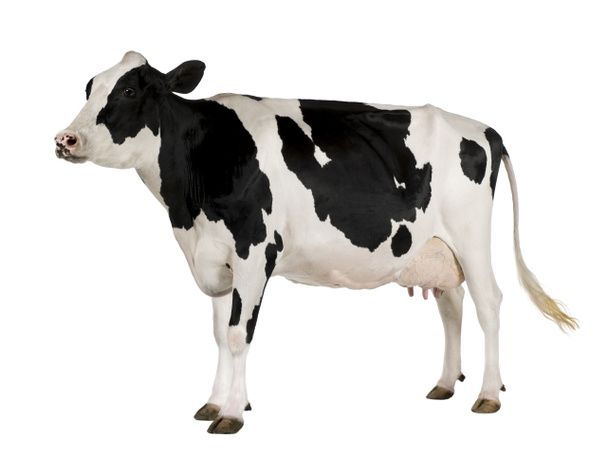 Holstein vache, 5 ans, debout sur fond blanc
 - Photo, image