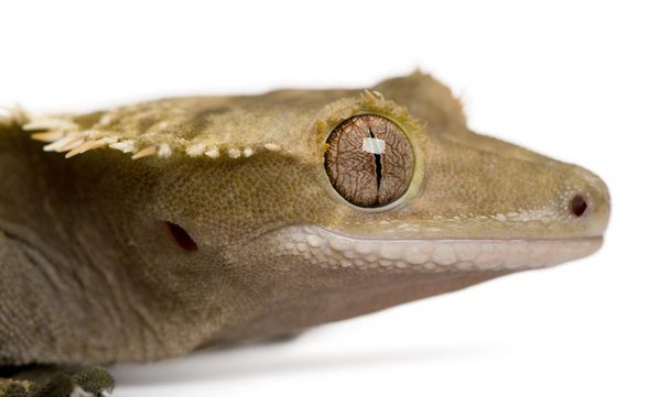 Nuevo Caledonian Crested Gecko sobre fondo blanco
 - Foto, imagen