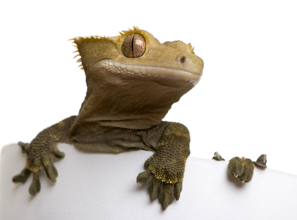 nowe caledonian crested gecko na białym tle - Zdjęcie, obraz
