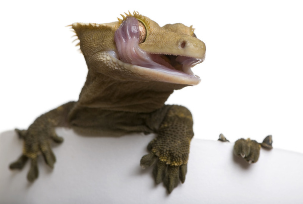 白い背景に対して新しいクレステッド カレドニアン gecko 舐めている目 - 写真・画像