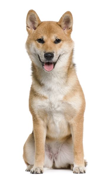 Shiba inu, 6 months old, sitting in front of white background - Фото, зображення