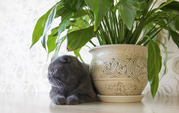 スパティフィラムの花近くのテーブルに座って、灰色スコティッシュフォールド猫スコティッシュフォールド - 写真・画像