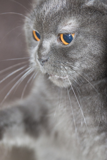 Playful Grey Lop-Eared Scottish Fold Young Cat Close Up - Photo, Image