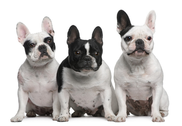 Gruppe französischer Bulldoggen vor weißem Hintergrund - Foto, Bild