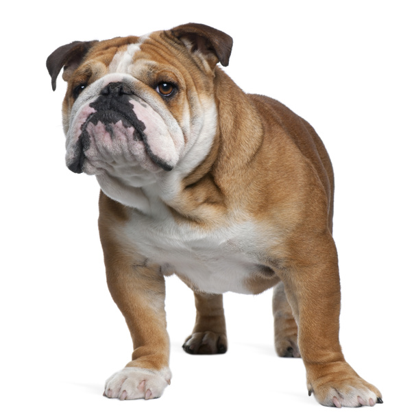Engelse Bulldog - Foto, afbeelding