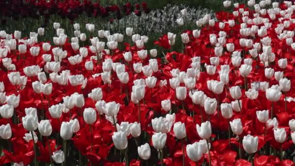 pole czerwone i białe tulipanów kwitnący - Materiał filmowy, wideo