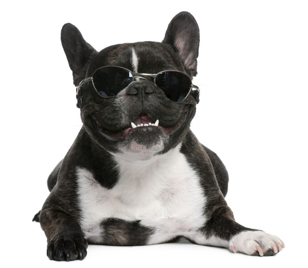 French Bulldog, 12 months old, sitting in front of white background - Foto, Imagen