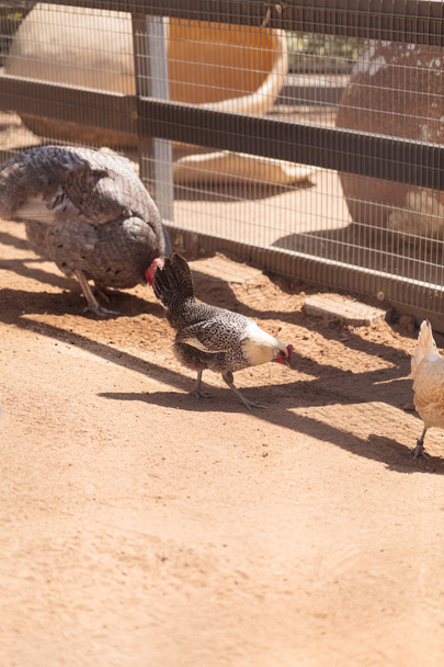 Poulets noirs, chamois, bruns et blancs dans une ferme
  - Photo, image