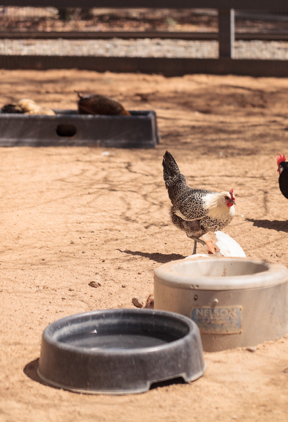 Black, buff, brown, and white chickens on a farm  - Photo, Image