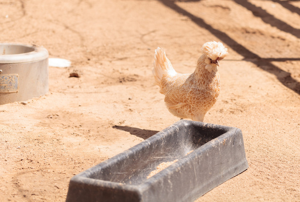 Polish chicken at a farm - Photo, Image