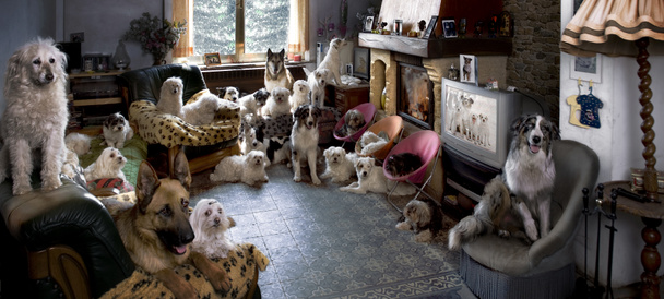 Retrato de 24 perros en una sala de estar frente a un televisor
 - Foto, Imagen