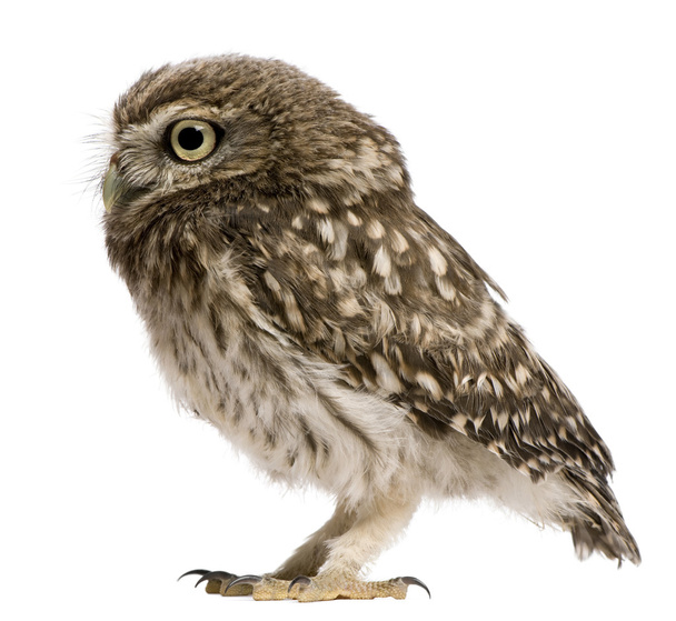 Little Owl, 50 days old, Athene noctua, standing in front of a white background - Foto, afbeelding