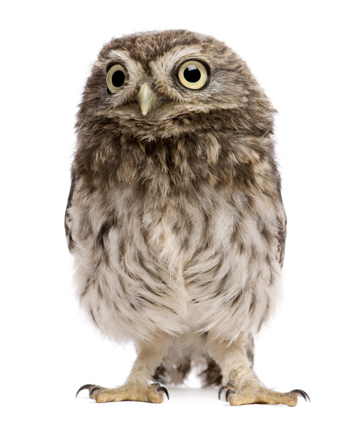 Little Owl, 50 days old, Athene noctua, standing in front of a white background - Photo, image