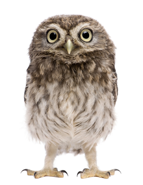 Little Owl, 50 días, Athene noctua, de pie frente a un fondo blanco
 - Foto, Imagen