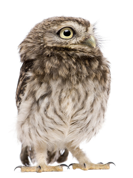 Little Owl, 50 days old, Athene noctua, standing in front of a white background - Fotografie, Obrázek