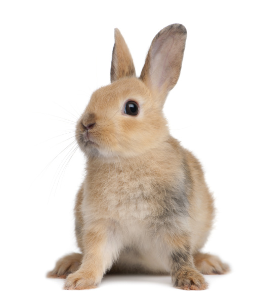 Portrait of a European Rabbit, Oryctolagus cuniculus, sitting in front of white background - Photo, Image