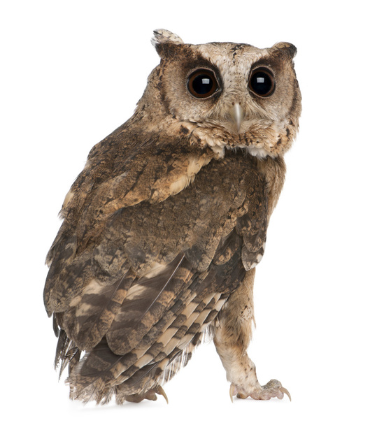 Young Indian Scops Owl, Otus bakkamoena, in front of white background - Photo, image