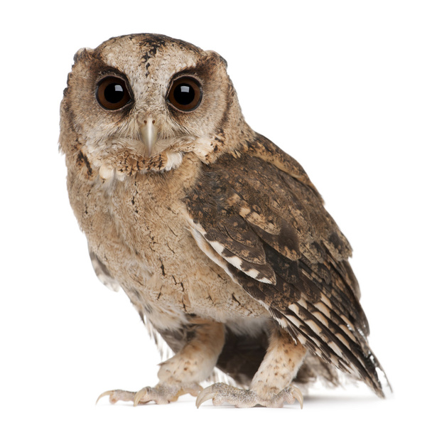 Young Indian Scops Owl, Otus bakkamoena, in front of white background - Фото, изображение