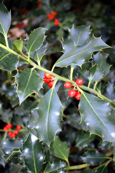 a plant of holly - Photo, Image