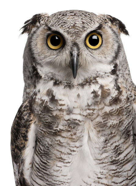 Great Horned Owl, Bubo Virginianus Subarcticus, em frente ao fundo branco
 - Foto, Imagem