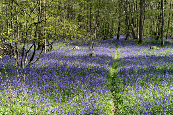 Bluebells rozjasnění Sussex krajiny - Fotografie, Obrázek