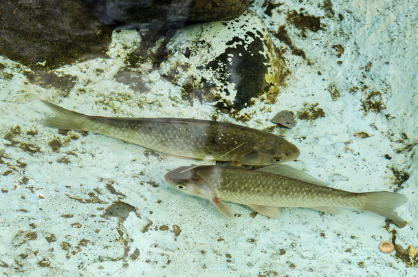 Canlı balık akvaryum veya küçük göl açık - Fotoğraf, Görsel