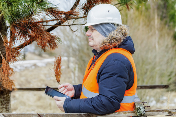 Oficer lasu z komputera typu tablet Pc sprawdzanie gałęzi uschniętych drzew  - Zdjęcie, obraz