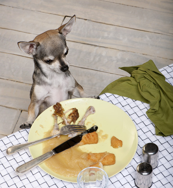 Chihuahua mirando comida sobrante en el plato en la mesa de la cena
 - Foto, Imagen