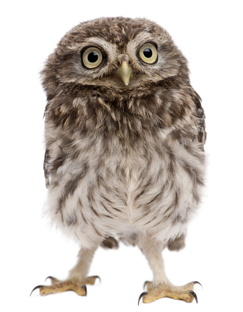 Young owl standing in front of white background - Foto, afbeelding