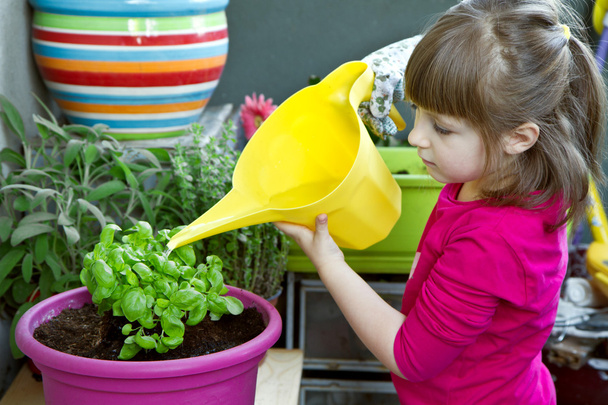 Young girl watering basil plant smiling - Фото, зображення