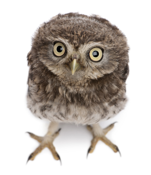 Young owl standing in front of white background - Valokuva, kuva
