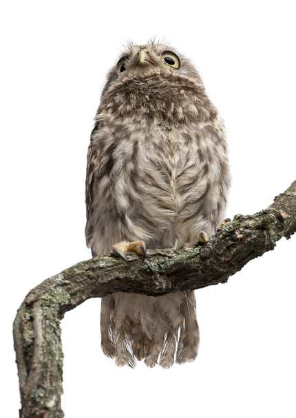 Young owl perching on branch in front of white background - Fotografie, Obrázek