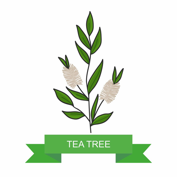 Tea tree branch with flowers. vector illustration - Vector, Image