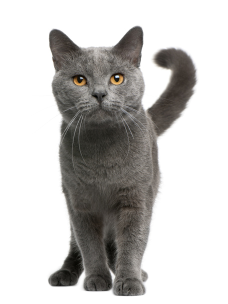 Chartreux cat, 16 months old, sitting in front of white background - Photo, Image