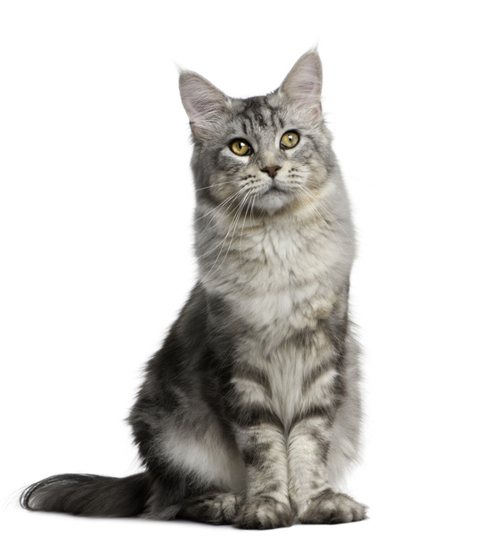Maine Coon, 13 months old, standing in front of white background - Фото, зображення