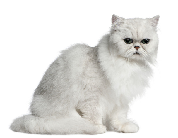 ペルシャ猫、2 歳で、白い背景の前に座っています。 - 写真・画像
