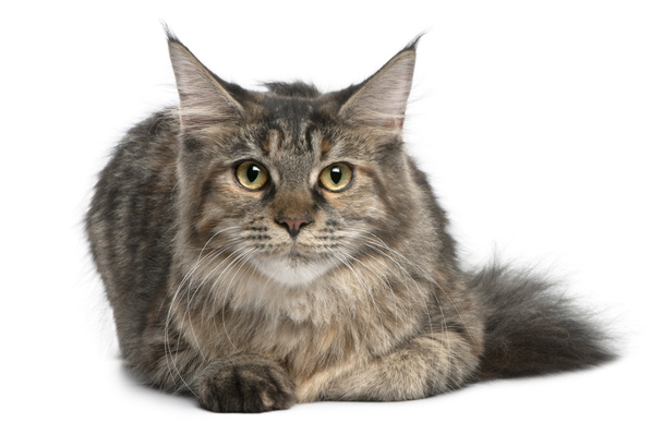 Maine Coon, 8 months old, lying in front of white background - Photo, Image