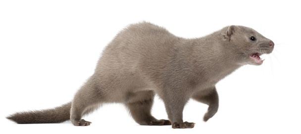 American Mink, Neovison Vison, 3 kuukautta vanha, valkoisen taustan edessä
 - Valokuva, kuva