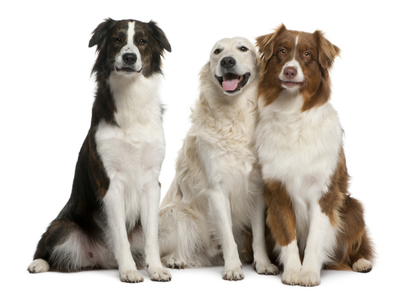 Skupina tři smíšené plemeno psů před bílým pozadím - Fotografie, Obrázek
