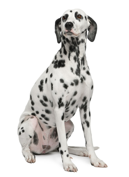 Dalmatian, 2 years old, sitting in front of white background - Photo, Image