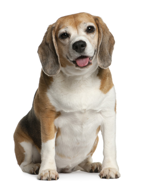 Beagle, 7 jaar oud, zitten in de voorkant van witte achtergrond - Foto, afbeelding