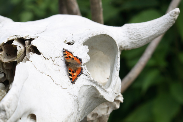 Kafatasında kelebek - Fotoğraf, Görsel